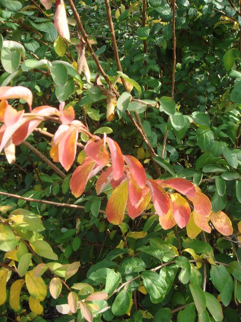 Spiraea henryi feuille automne P2C